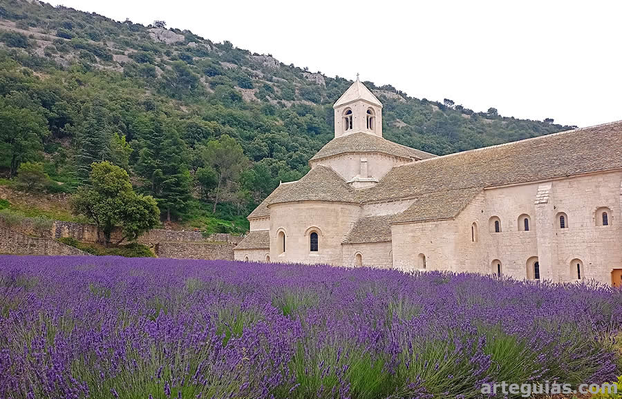 La Abad&iacute;a de S&eacute;nanque y su famoso manto de lavanda