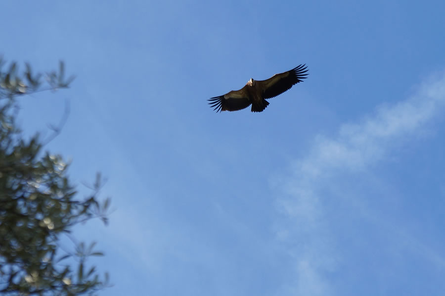 Los buitres suelen sobrevolar la colina del Castillo Árabe de Monfragüe