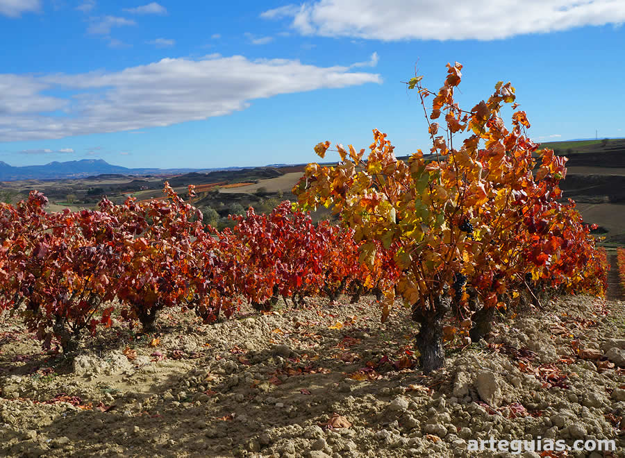 La localidad de Treviana est&aacute; rodeada de vi&ntilde;edos de La Rioja Alta