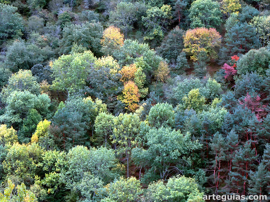 El bosque en oto&ntilde;o