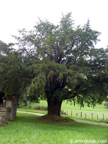 Tejo centenario frente a Santa Eulalia de Abamia