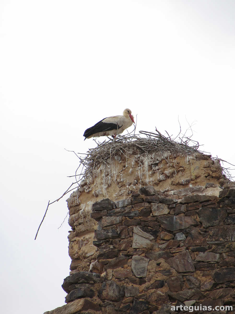 Varias cig&uuml;e&ntilde;as anidan en las torres de este castillo