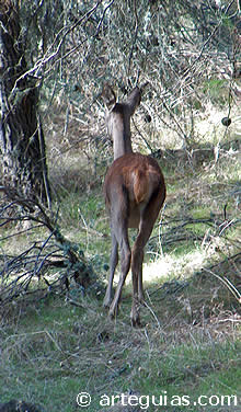 En el Parque de Monfrag&uuml;en es f&aacute;cil encontrarse con grandes animales  en libertad