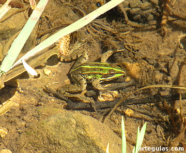El R&iacute;o Lobos est&aacute; lleno de vida