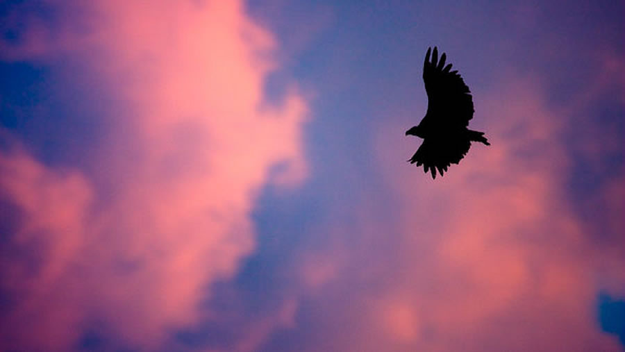 Un buitre sobrevuela el castillo de Calata&ntilde;azor